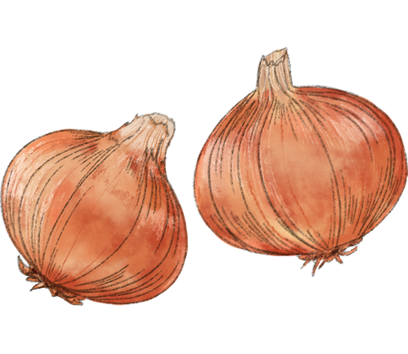 玉ねぎイラスト